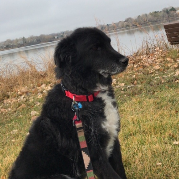 Posh Ambassador ✨ - Picture 2 of 3